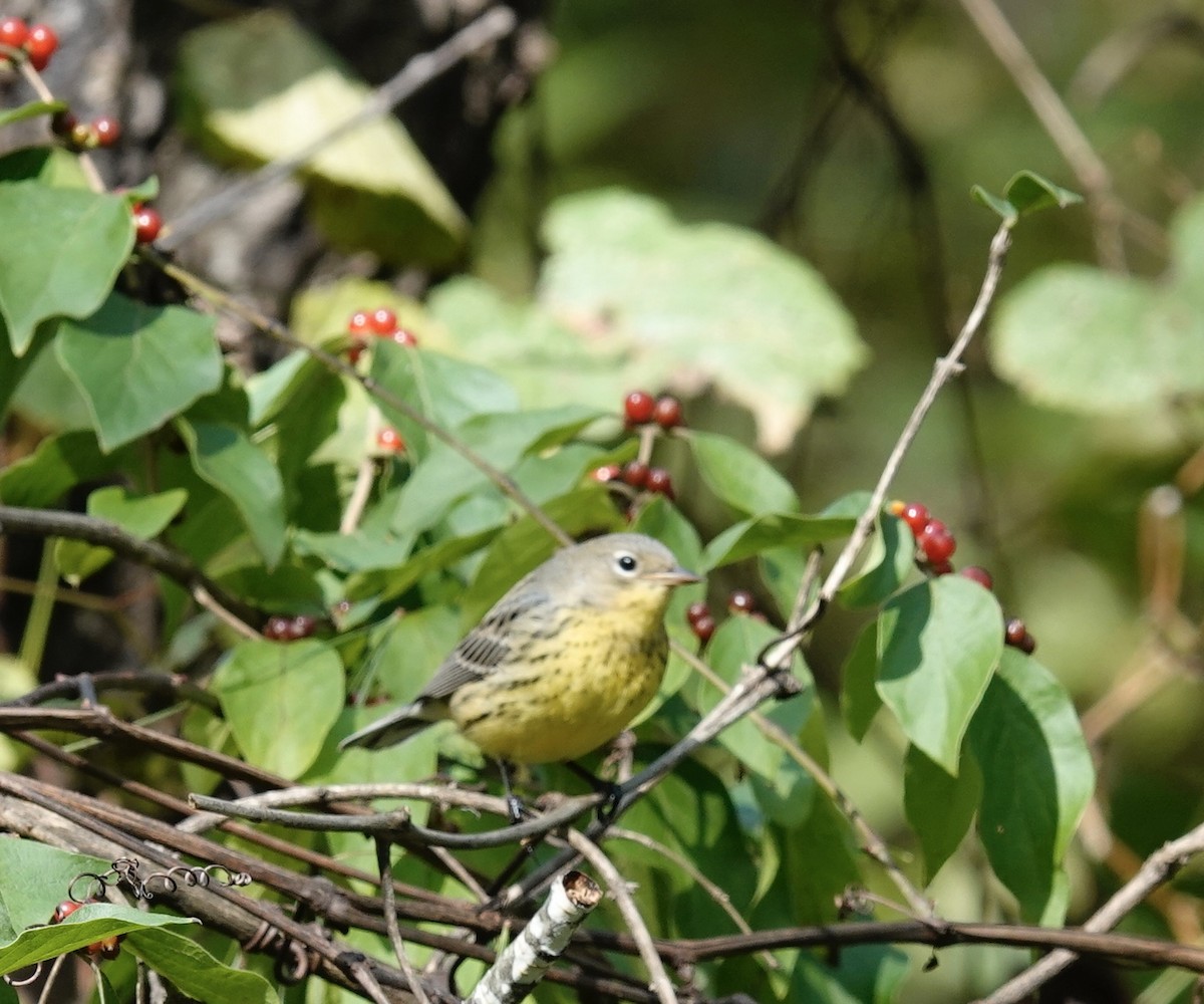 Kirtland's Warbler - ML624514900