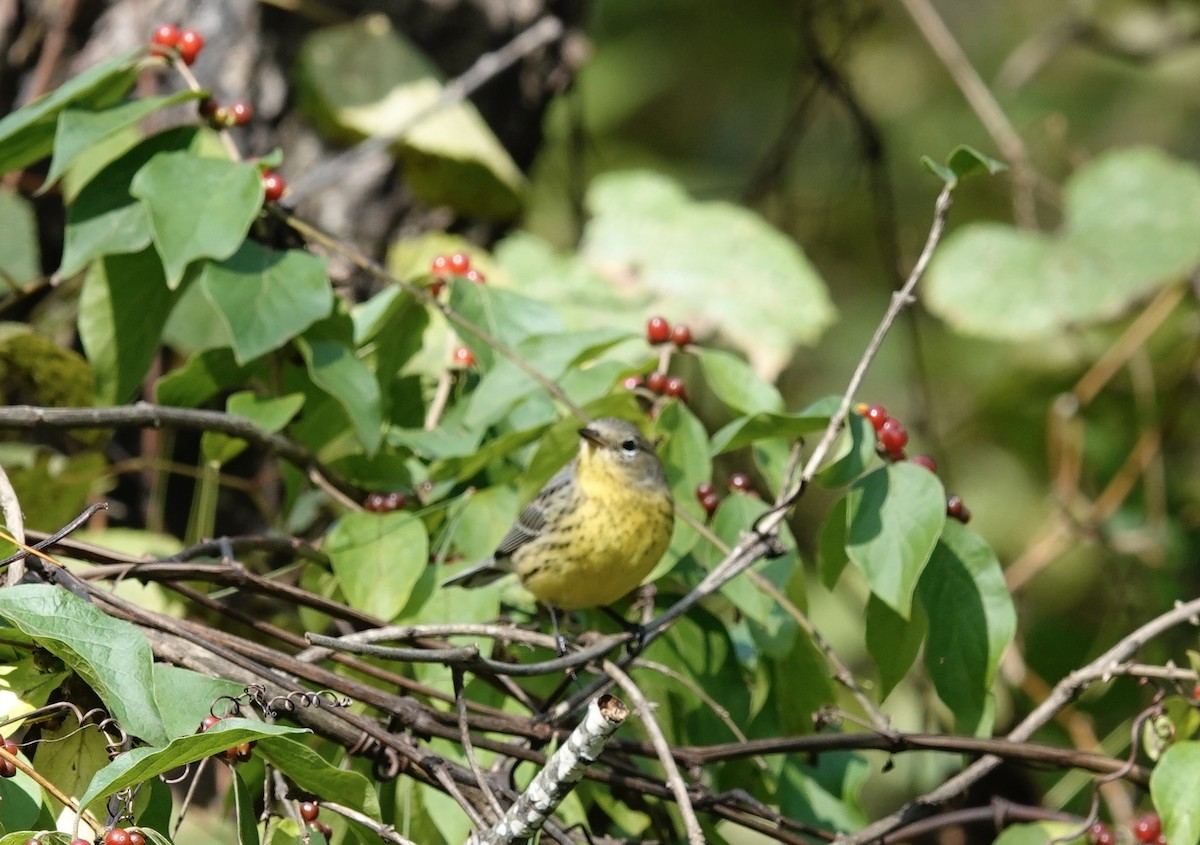 Kirtland's Warbler - ML624514901