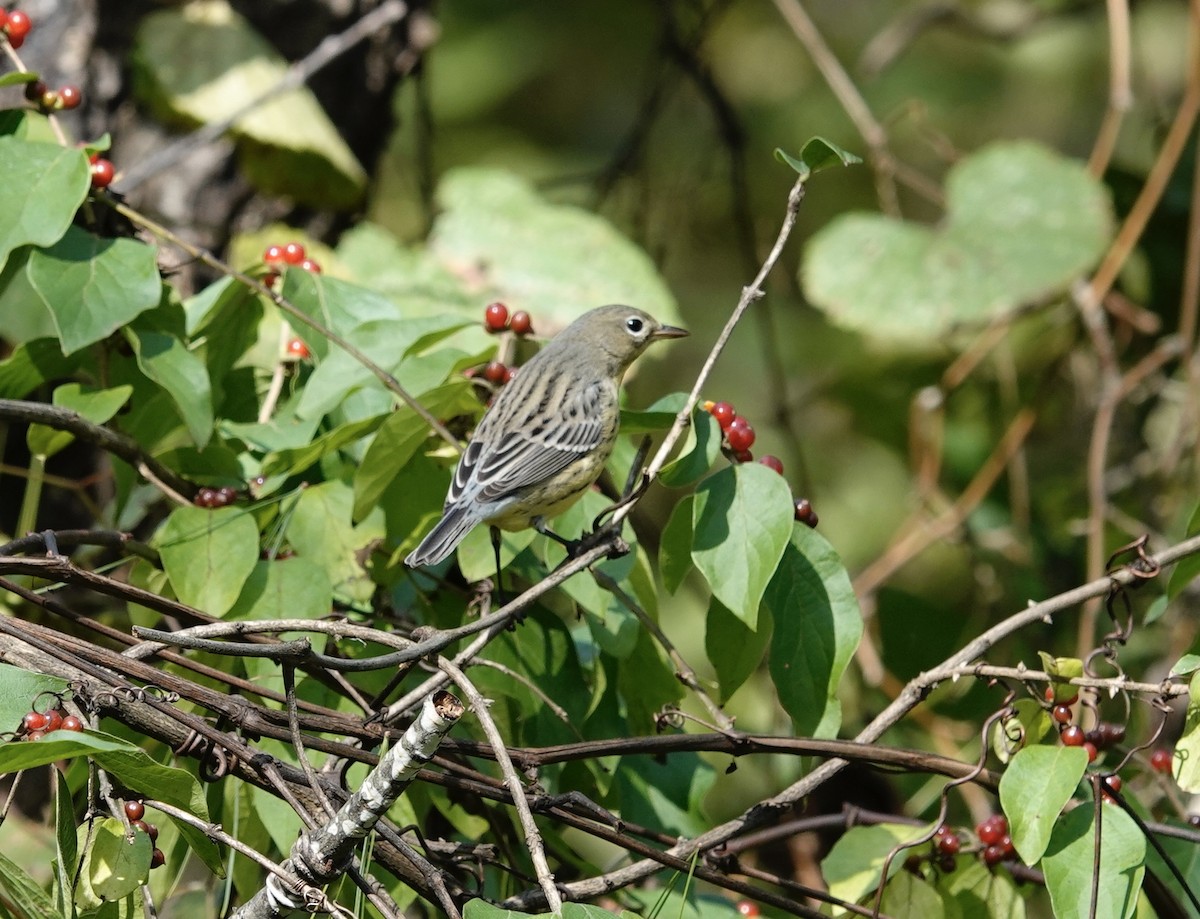 Kirtland's Warbler - ML624514902