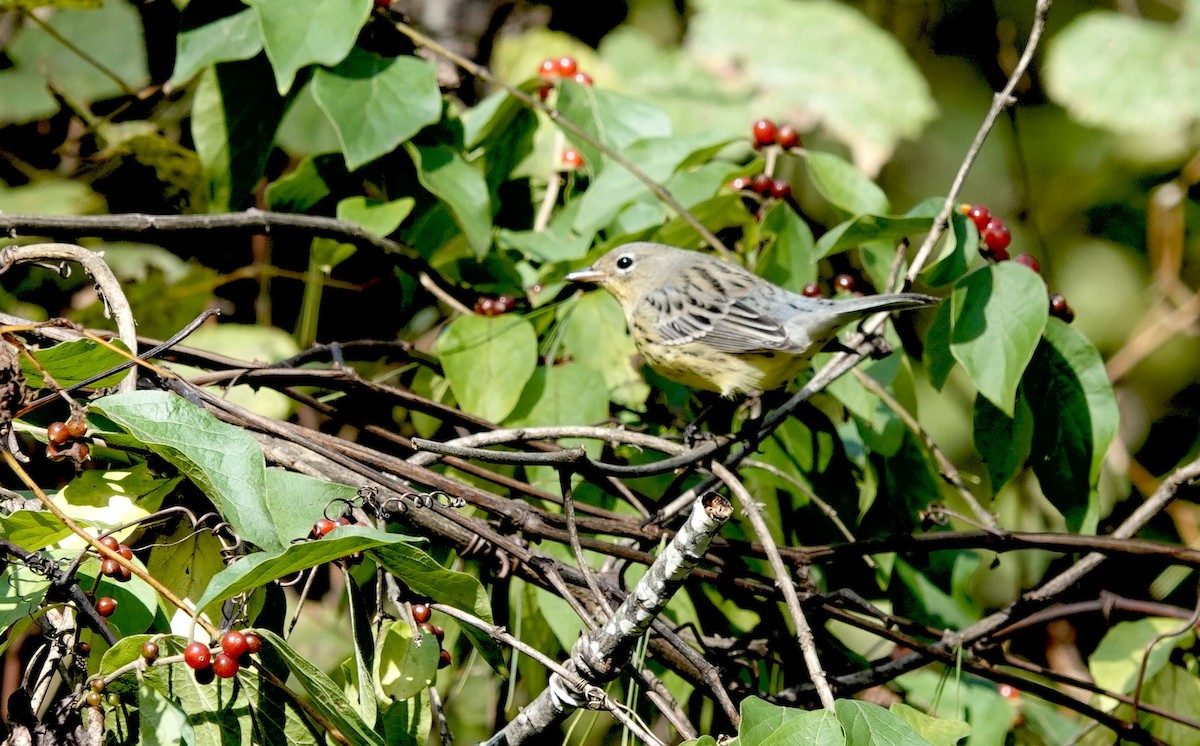 Kirtland's Warbler - ML624514903