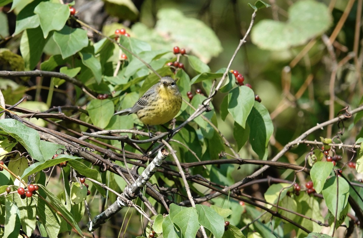 Kirtland's Warbler - Ani Allard