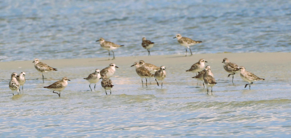 Black-bellied Plover - ML624514954