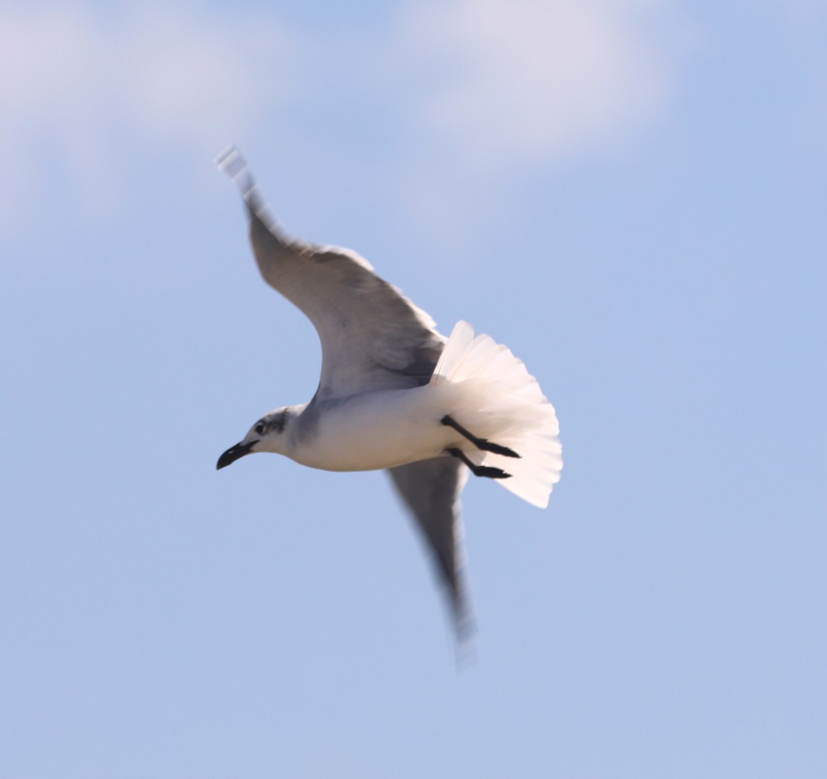 Laughing Gull - ML624514970