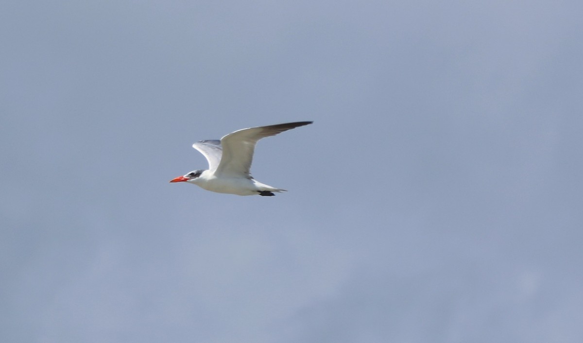 Caspian Tern - ML624514975