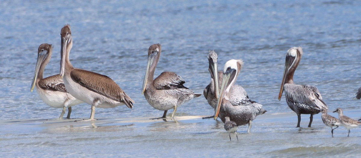 Brown Pelican - ML624514985