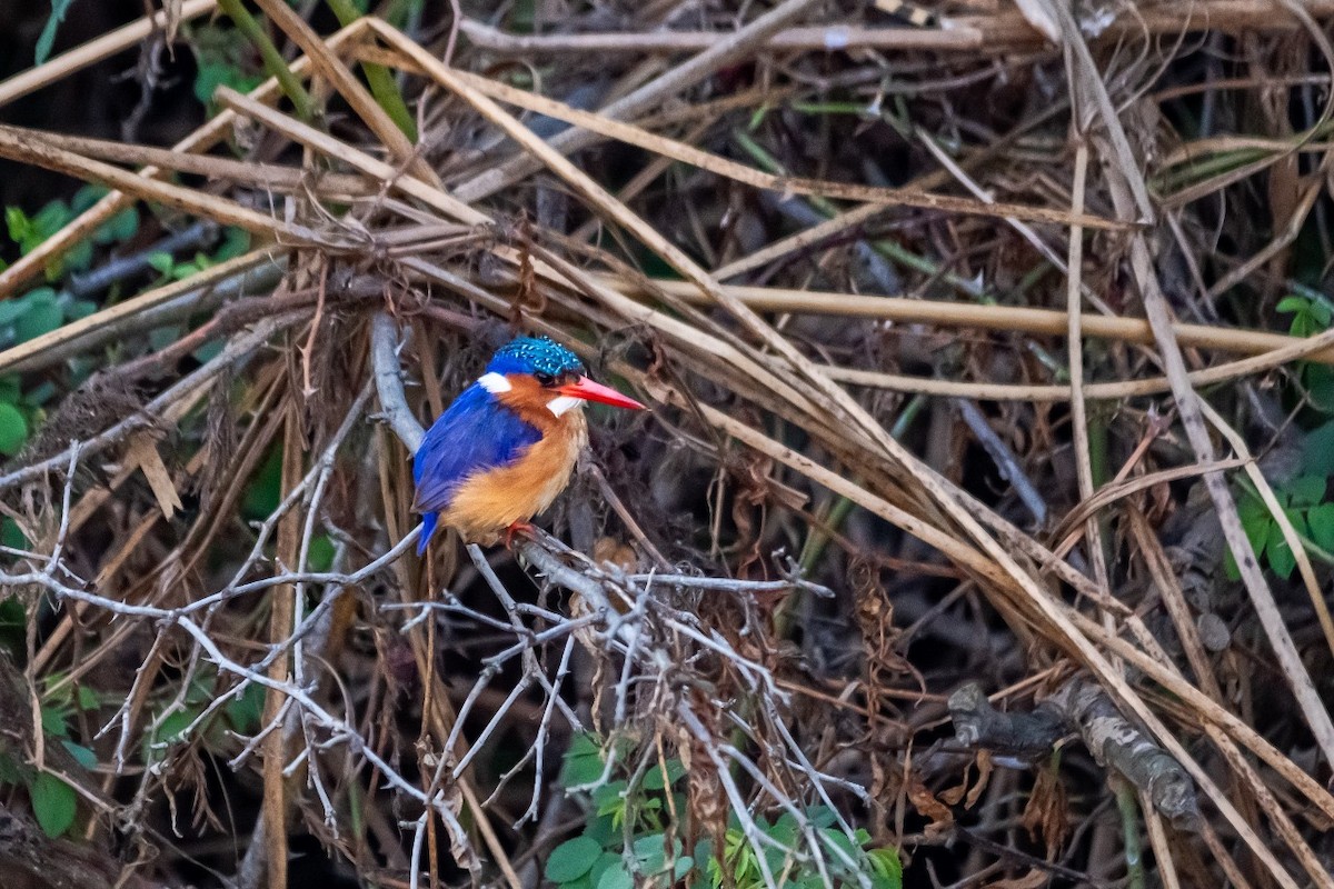 カンムリカワセミ - ML624515052