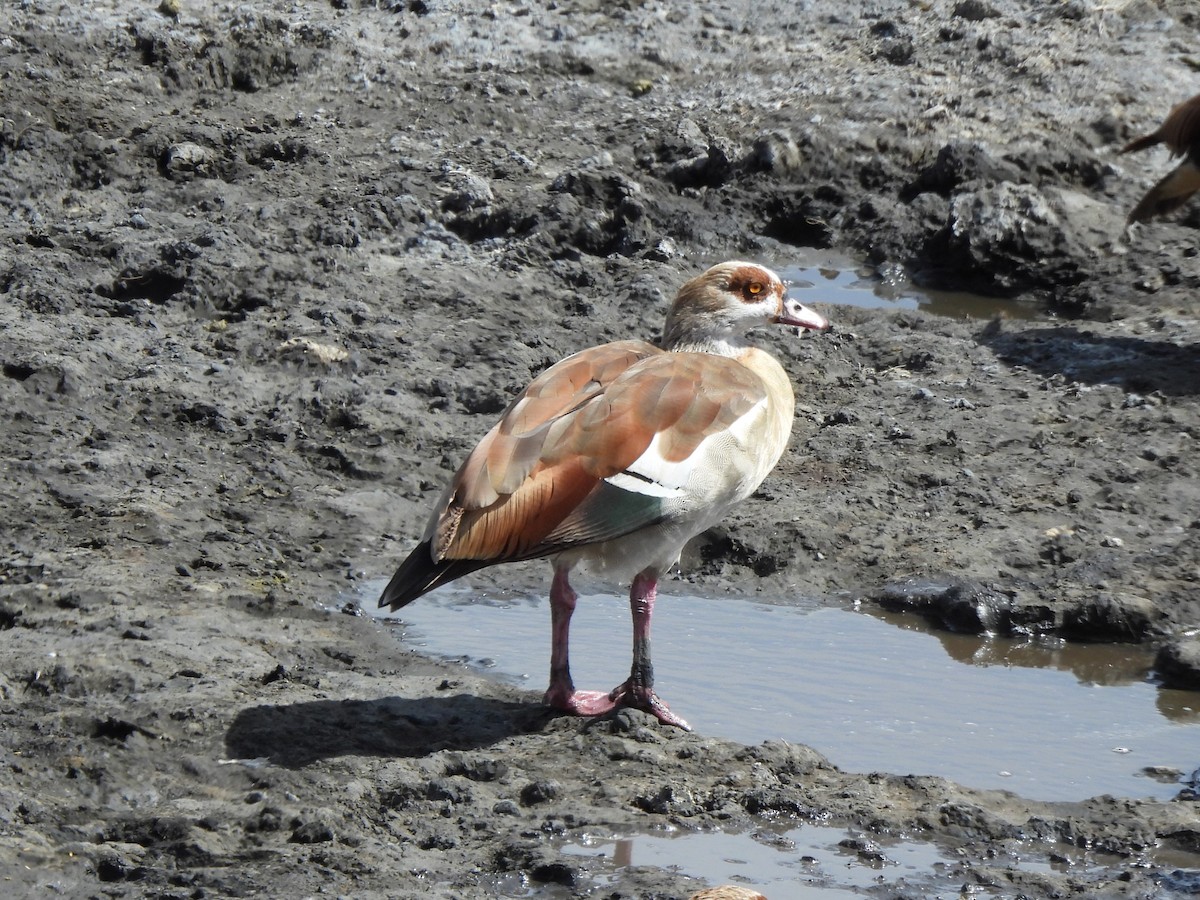 Egyptian Goose - Ameeta Cordell