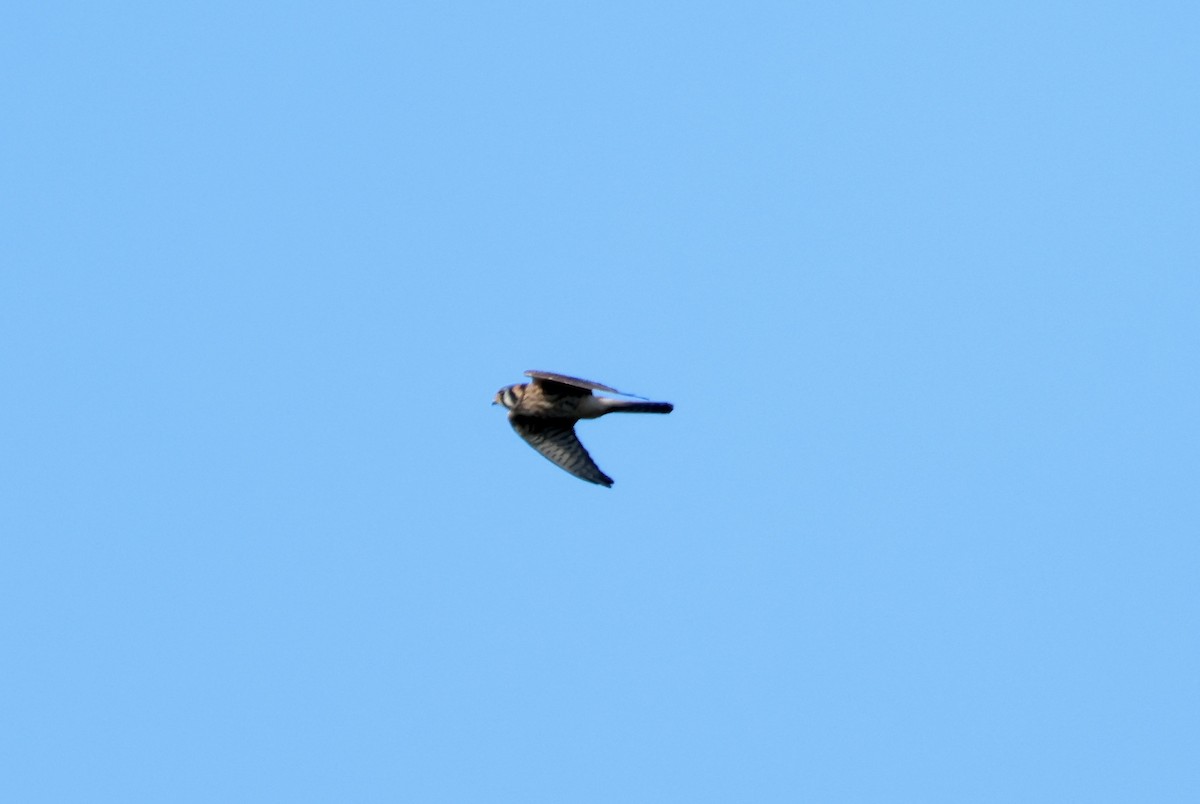 American Kestrel - ML624515163