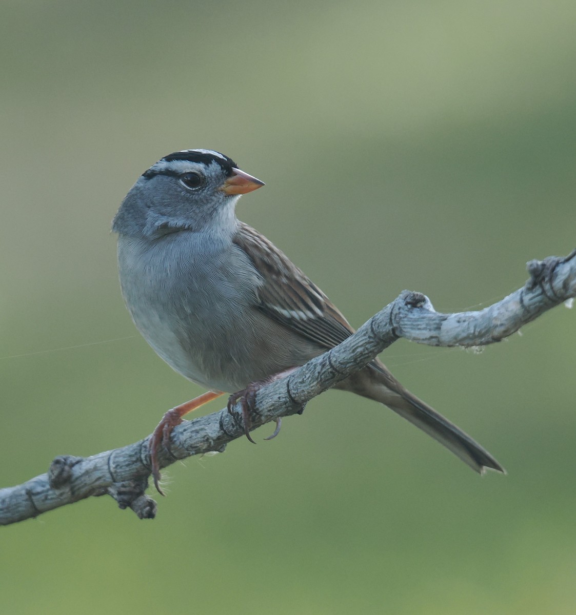 White-crowned Sparrow - ML624515193