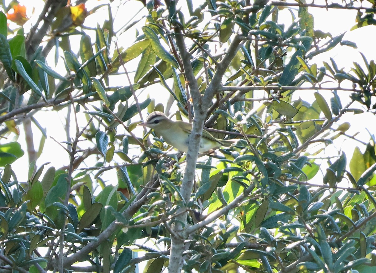 Red-eyed Vireo - ML624515221