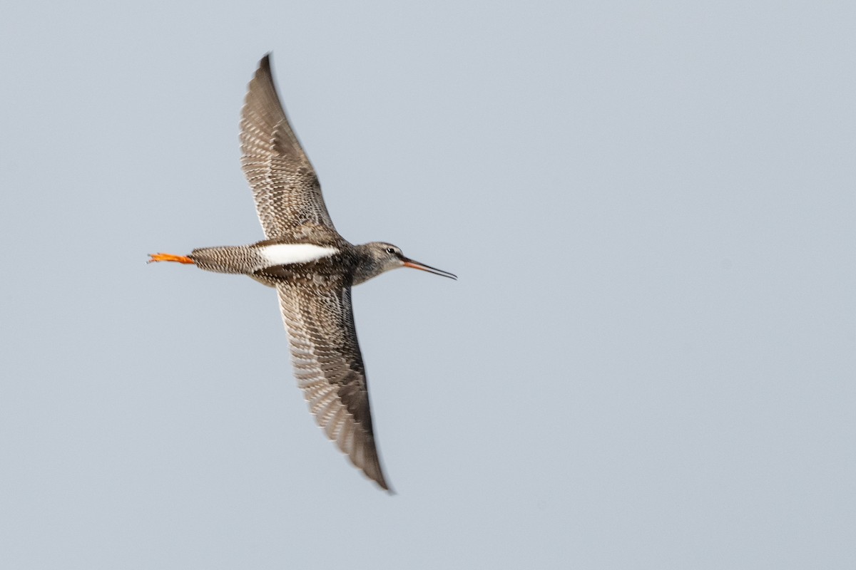 Spotted Redshank - ML624515226