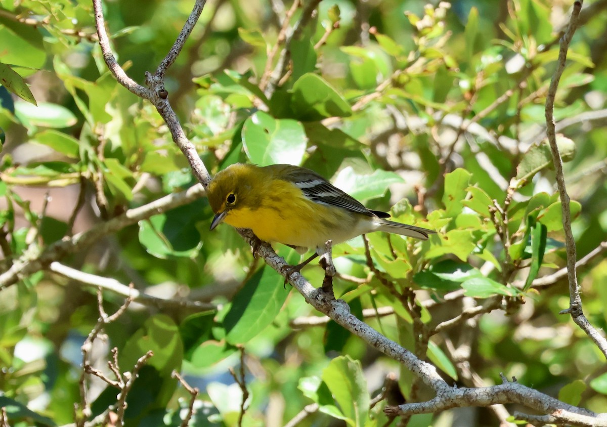 Pine Warbler - ML624515231