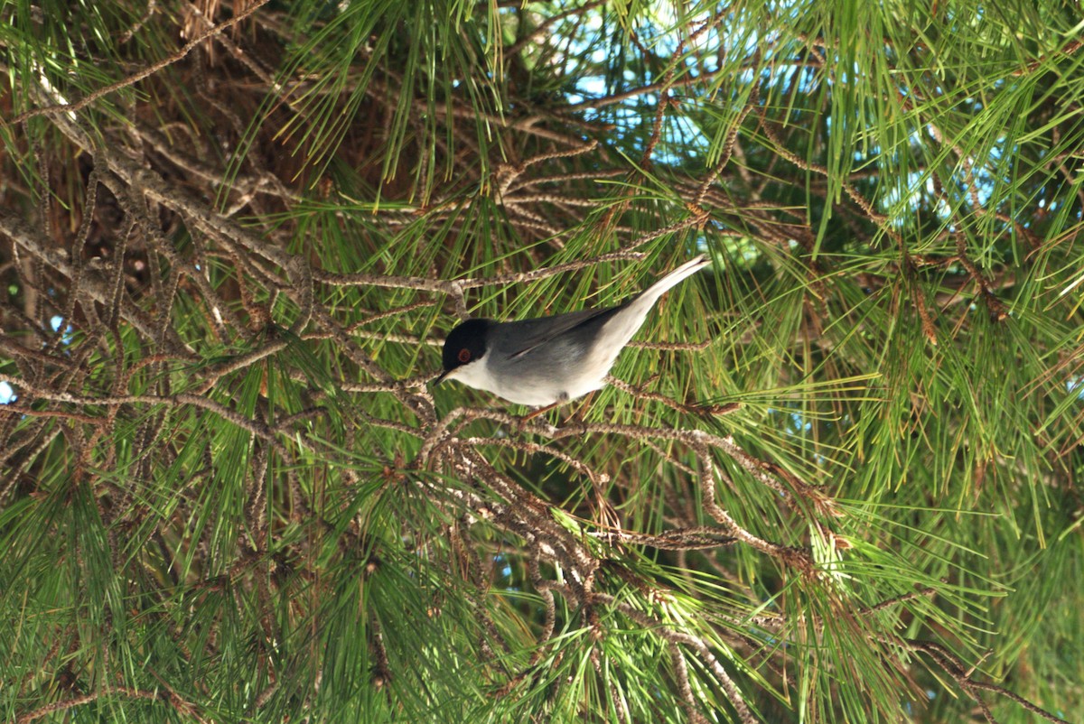 Sardinian Warbler - Carl Adams