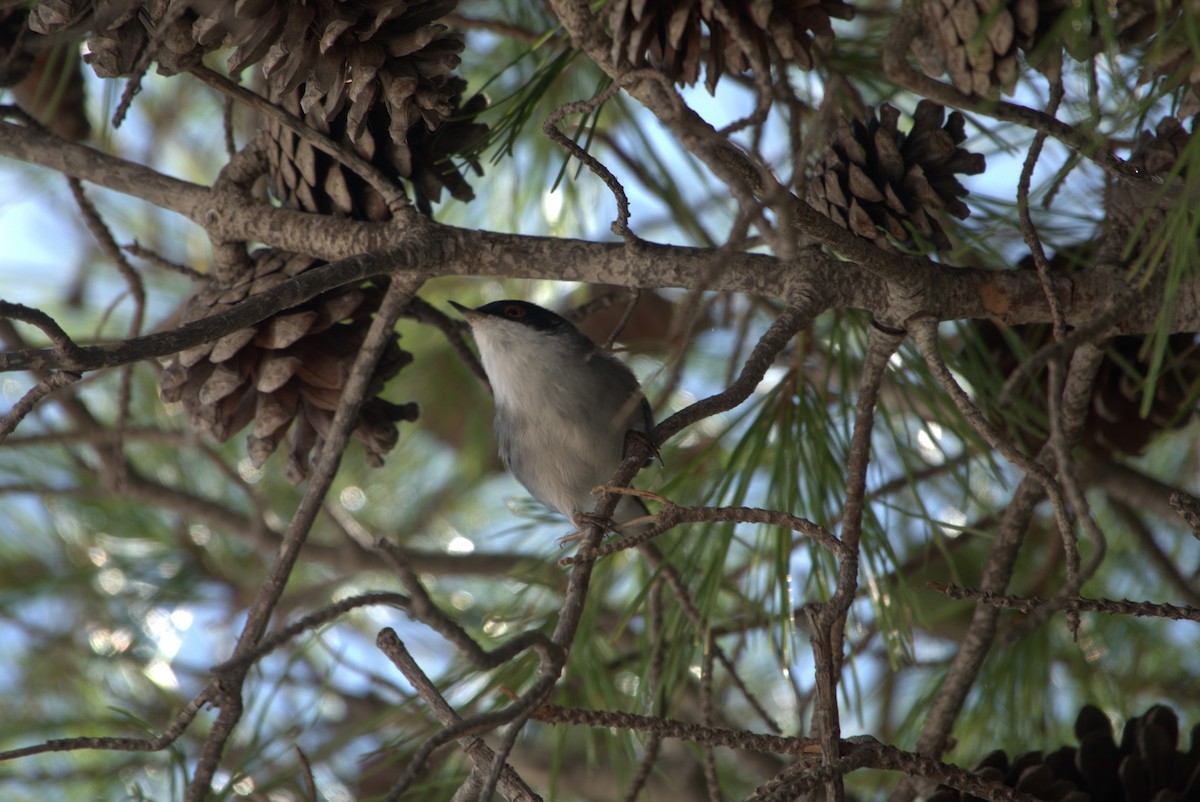 Curruca Cabecinegra - ML624515277