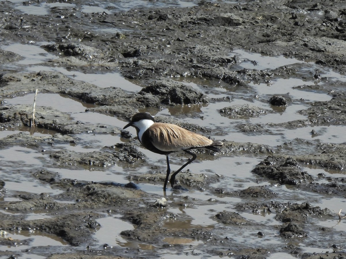 Spur-winged Lapwing - Ameeta Cordell