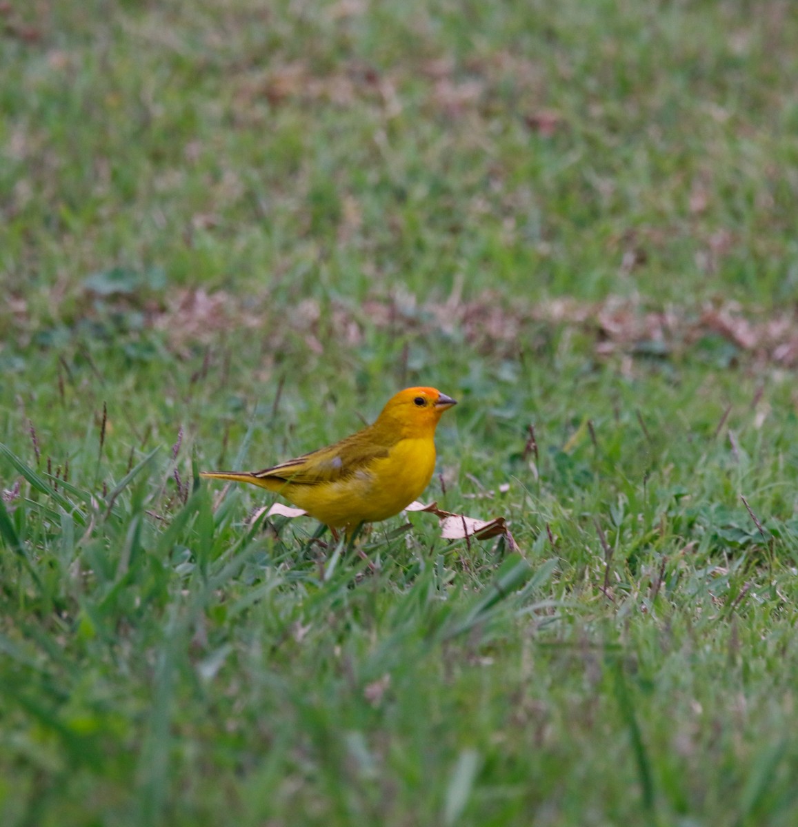 Saffron Finch - ML624515293