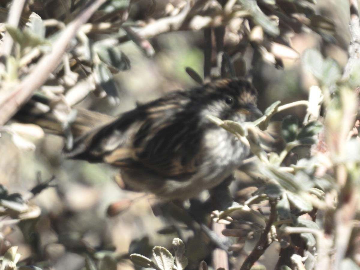 Streaked Tit-Spinetail - ML624515295