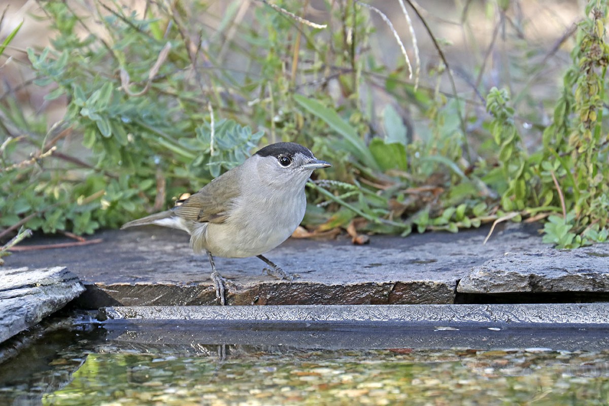 Capinera - ML624515316