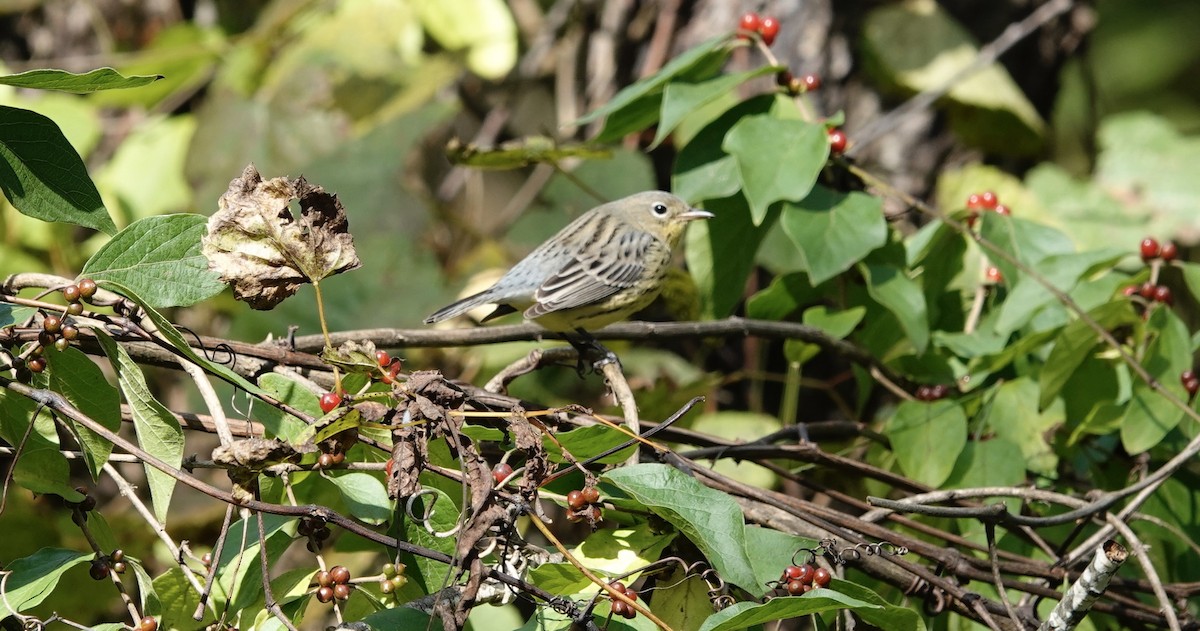 Kirtland's Warbler - ML624515332