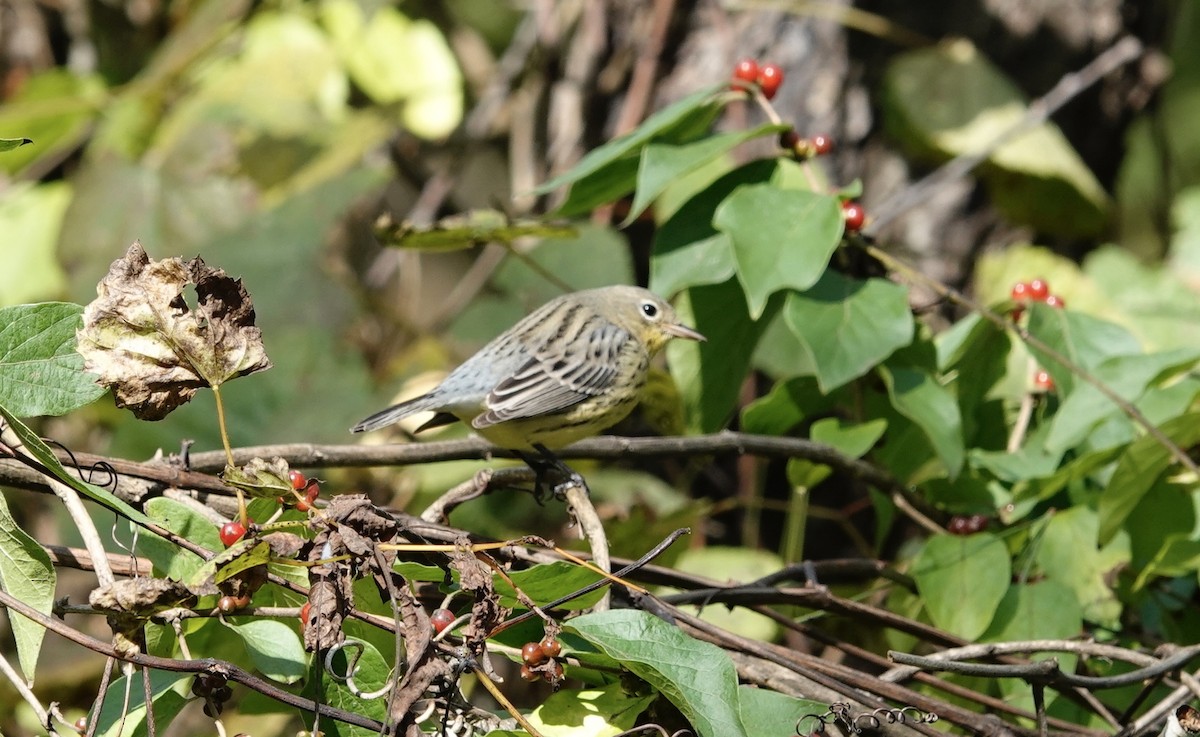 Kirtland's Warbler - ML624515334