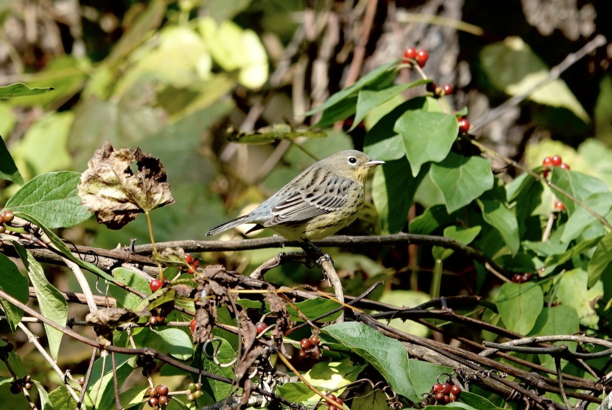 Kirtland's Warbler - ML624515336