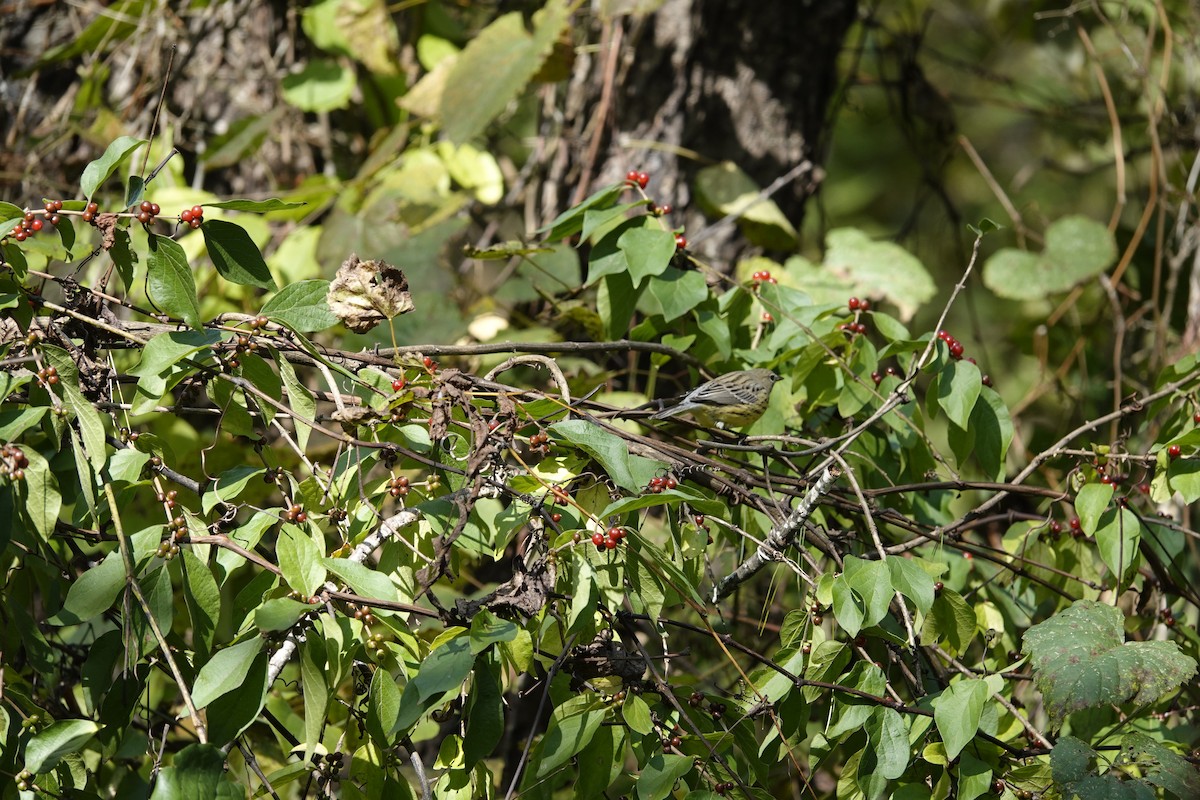 Kirtland's Warbler - ML624515337