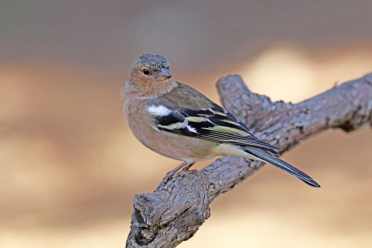 Fringuello - ML624515338