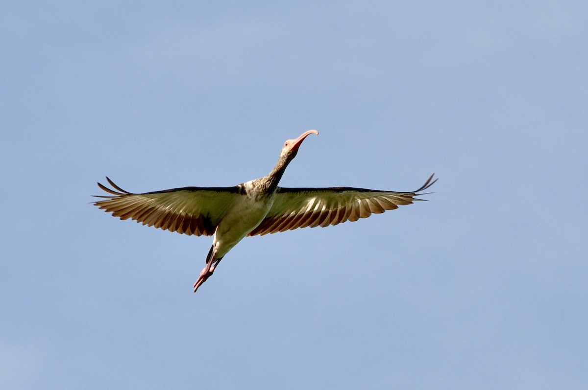 White Ibis - ML624515353