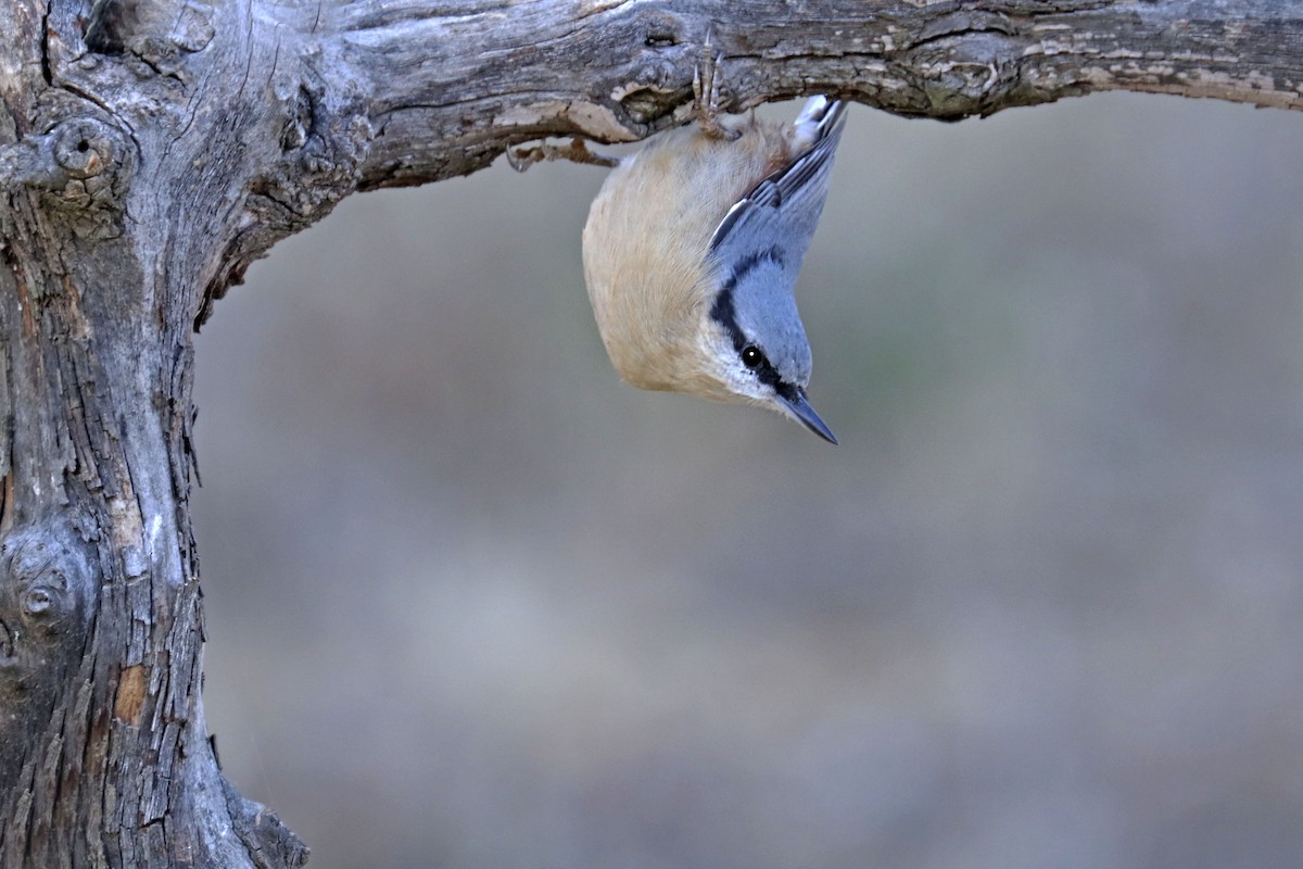 Picchio muratore - ML624515355