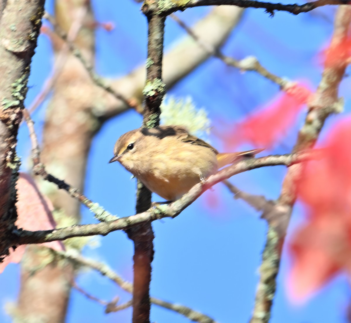 Palm Warbler - ML624515389