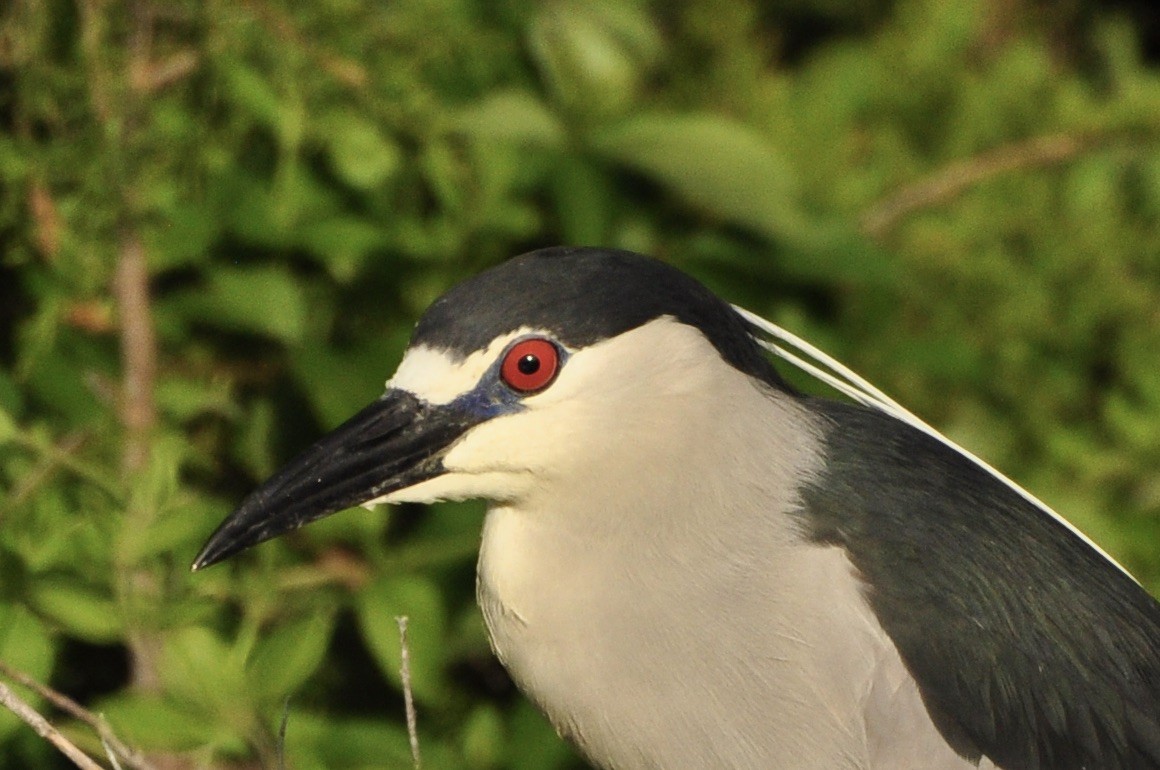 Black-crowned Night Heron - ML624515393