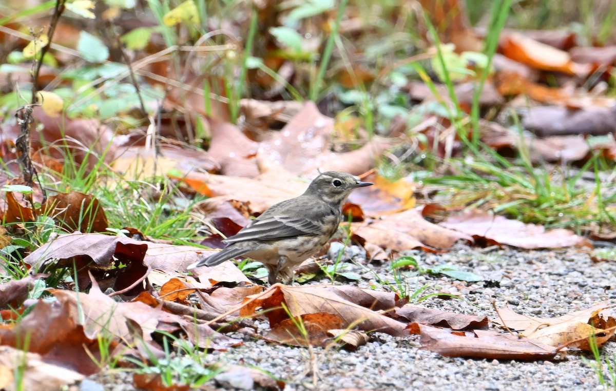 American Pipit - ML624515403