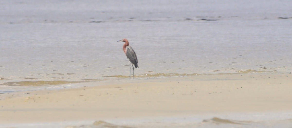 Reddish Egret - ML624515404