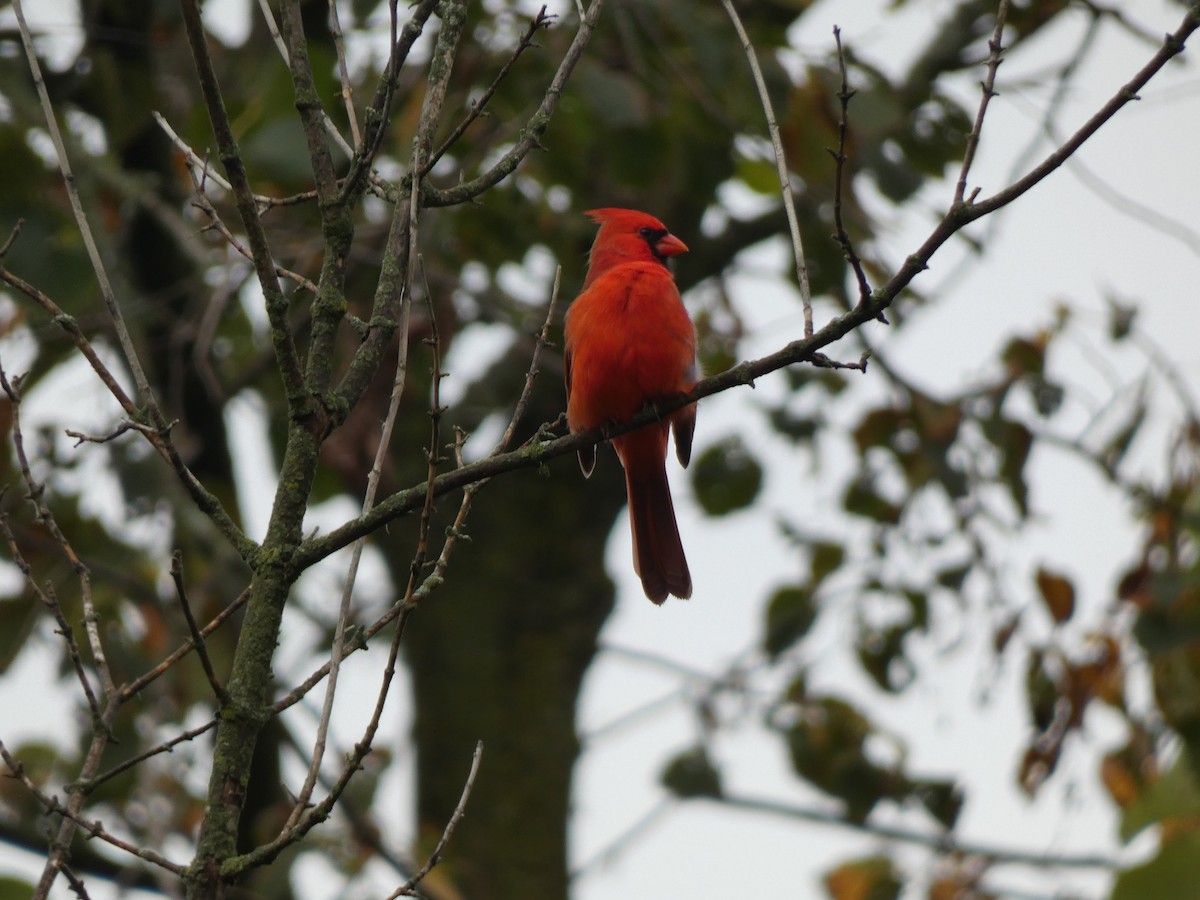 Northern Cardinal - ML624515411