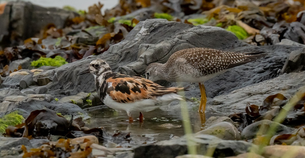 Ruddy Turnstone - ismael chavez