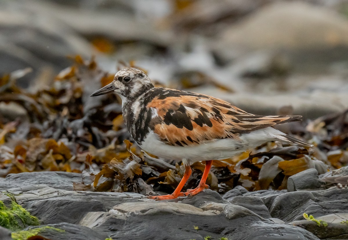 Ruddy Turnstone - ML624515416