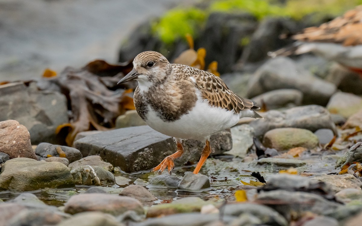 Ruddy Turnstone - ML624515417