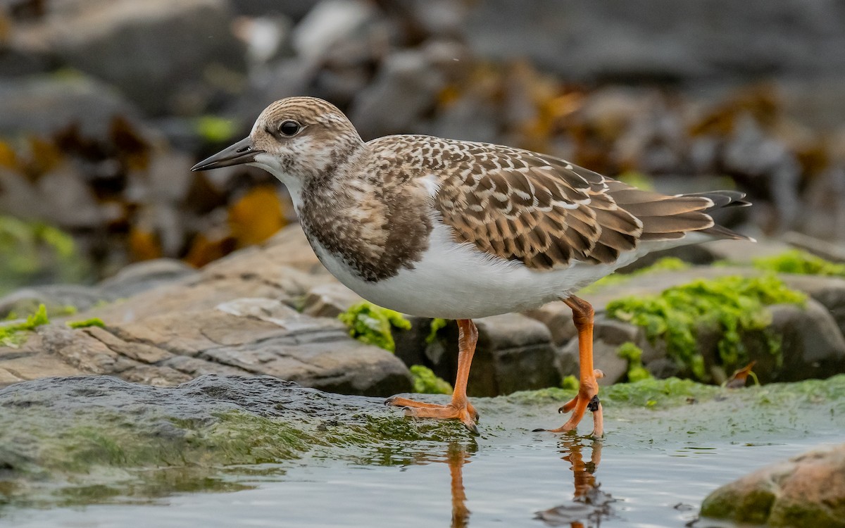 Ruddy Turnstone - ML624515418