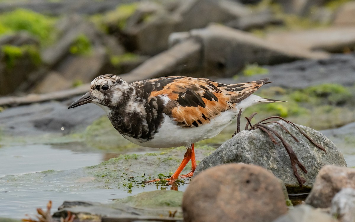 Ruddy Turnstone - ML624515419