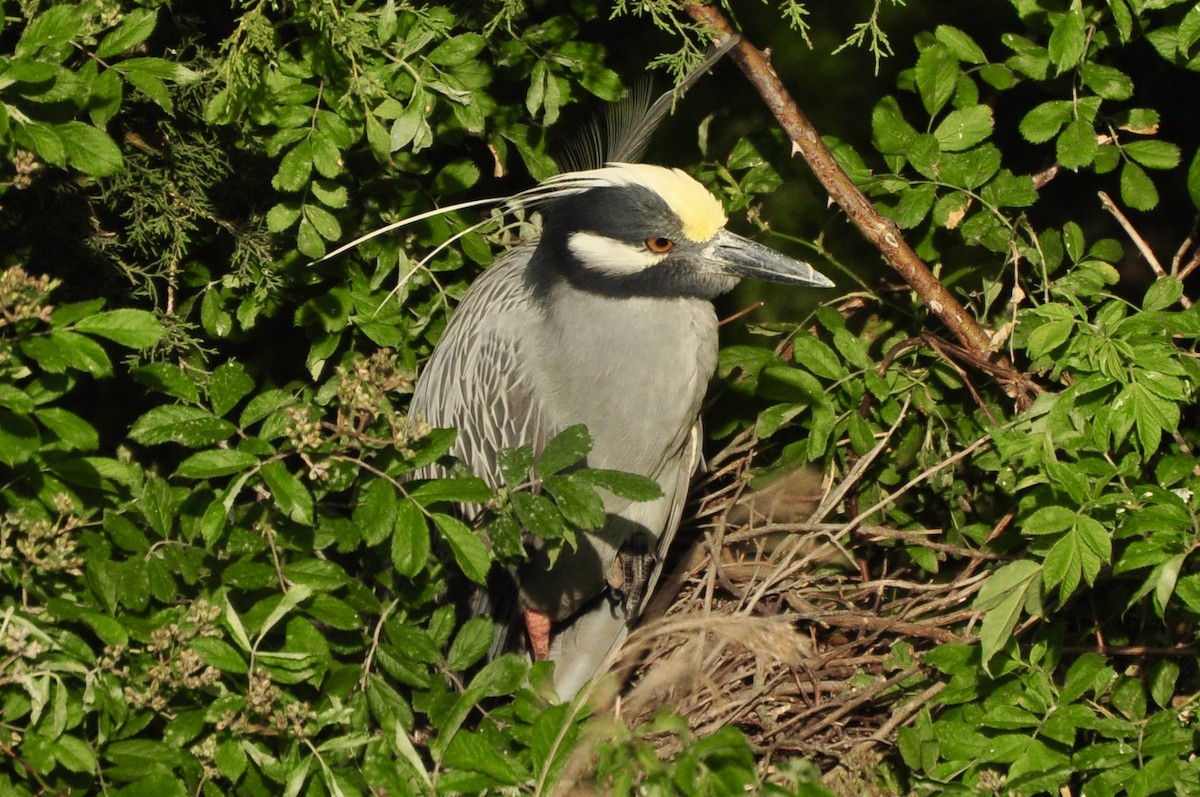 Yellow-crowned Night Heron - ML624515438