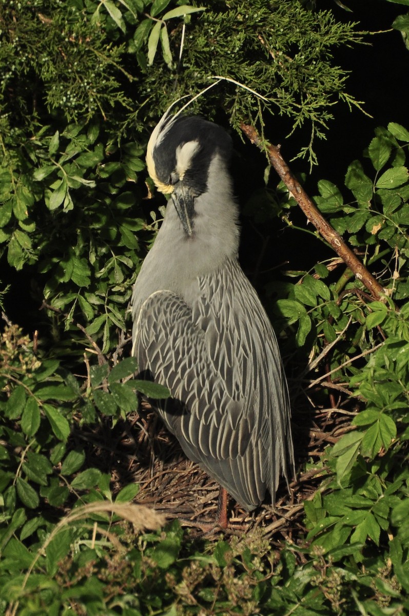 Yellow-crowned Night Heron - ML624515439