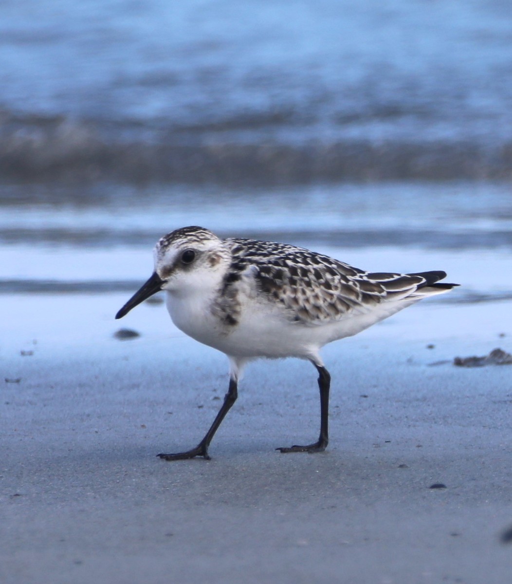 Sanderling - ML624515448