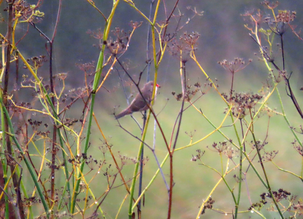 Common Waxbill - ML624515453