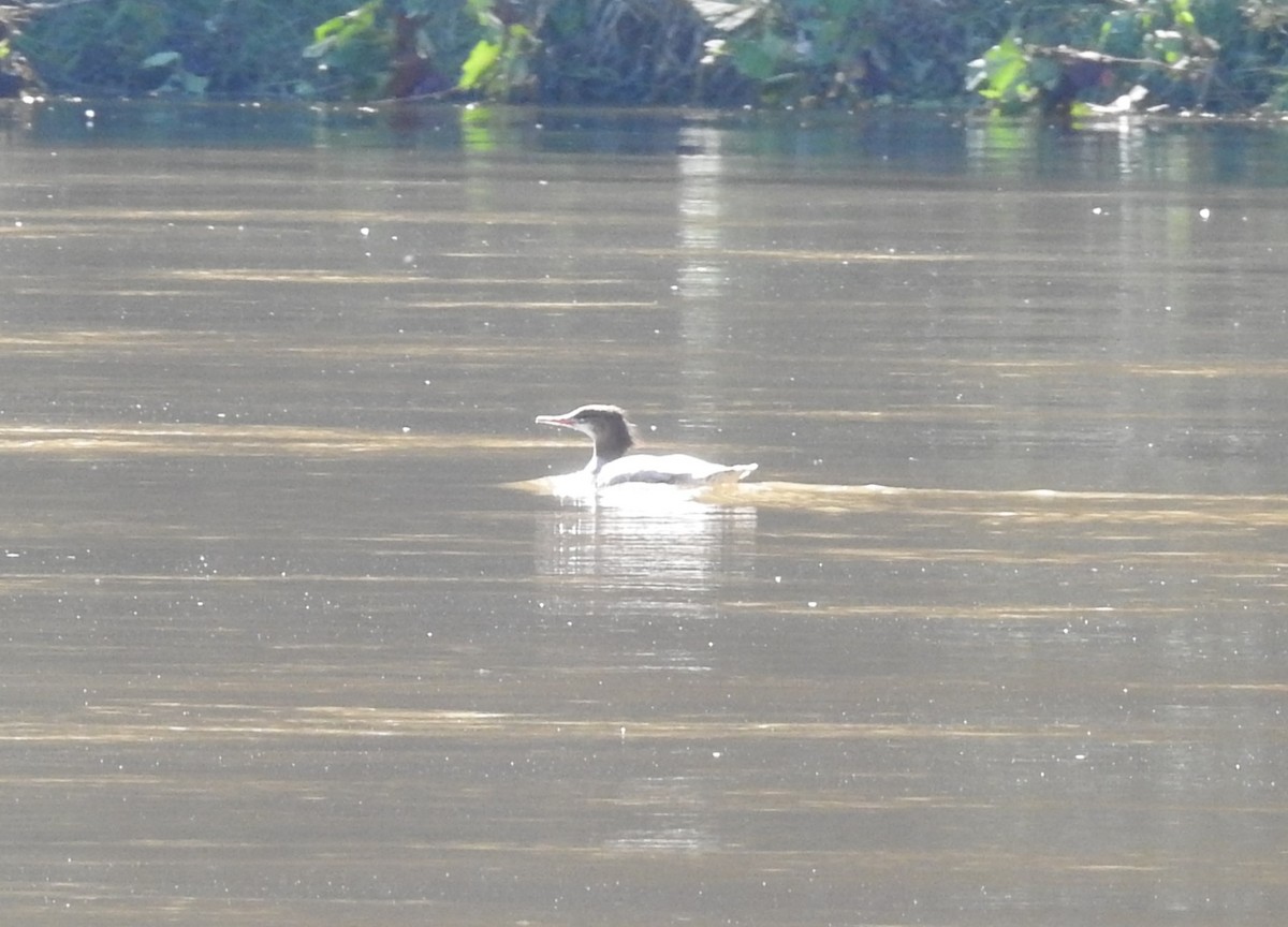 Common Merganser - ML624515462