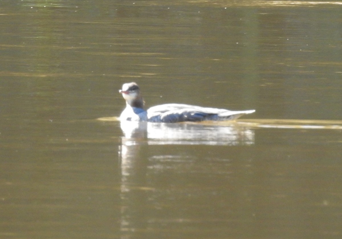 Common Merganser - ML624515463