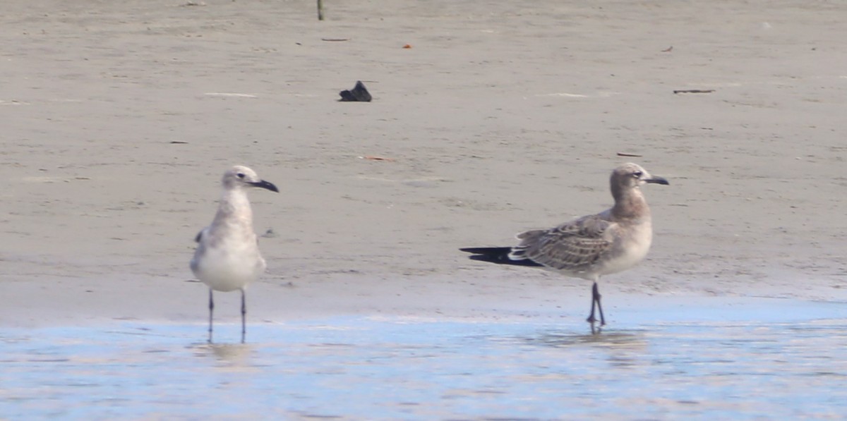 Laughing Gull - ML624515487