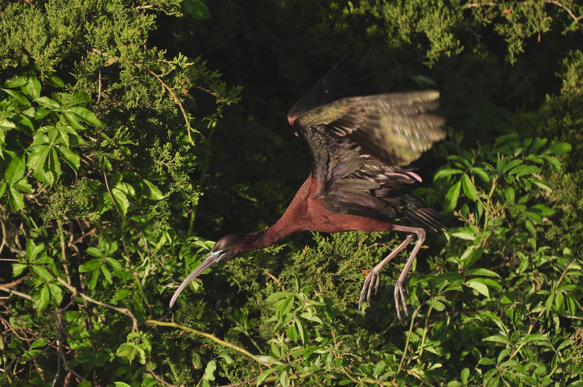 Glossy Ibis - ML624515489