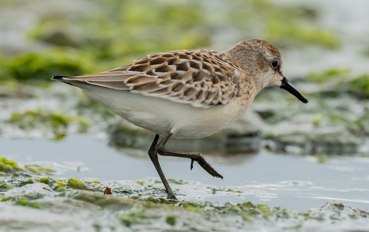 sandsnipe - ML624515507