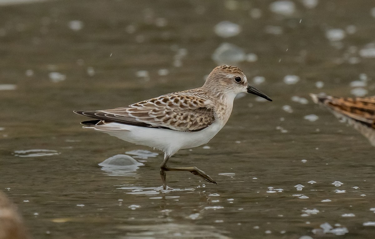 sandsnipe - ML624515508