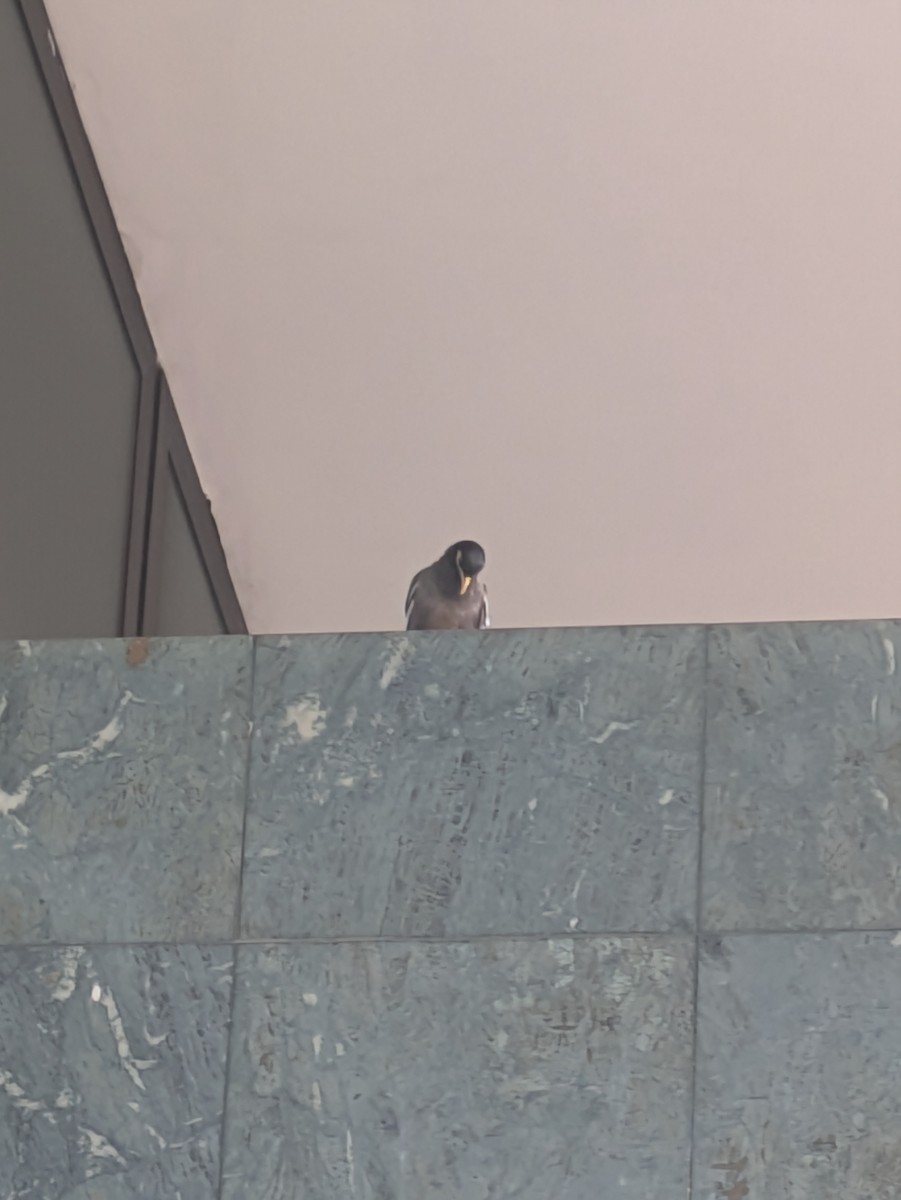 Common Myna - ML624515526